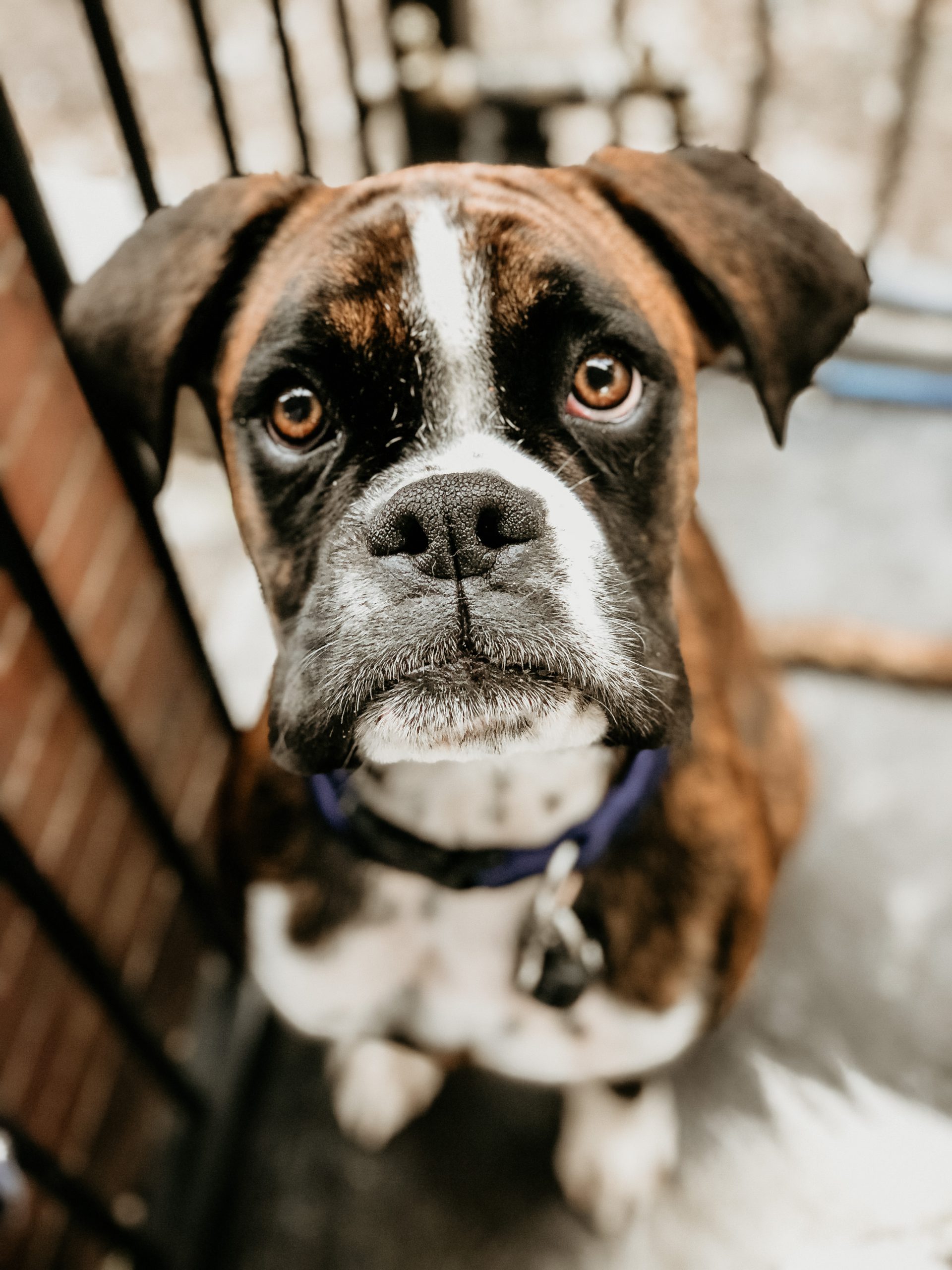 https://pawzandme.com.au/wp-content/uploads/2020/11/Buzz-the-Boxer-scaled.jpg