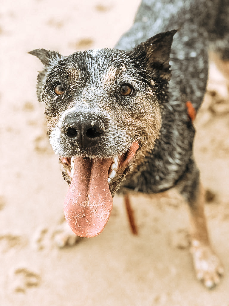 https://pawzandme.com.au/wp-content/uploads/2020/11/pawsandmebeachdog.jpg