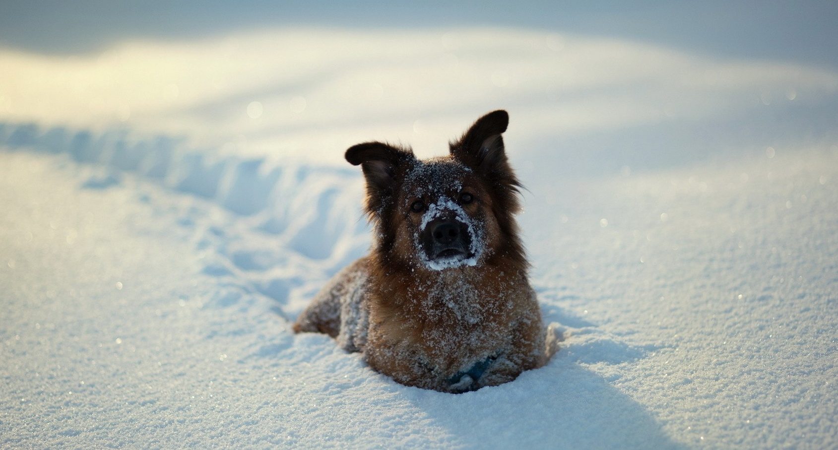 how do dogs keep warm in the snow