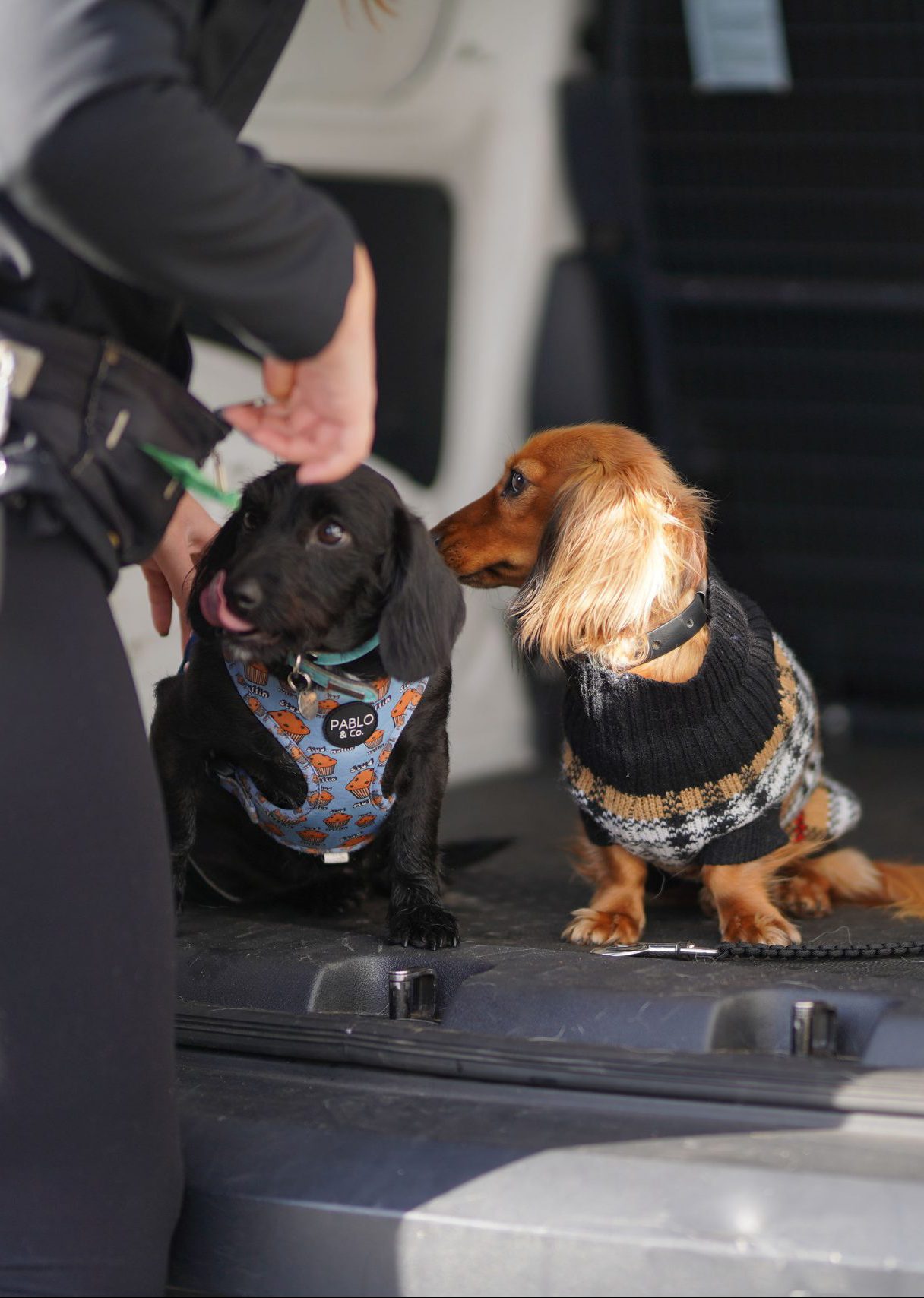 Pawz & Me Pet Taxi Service