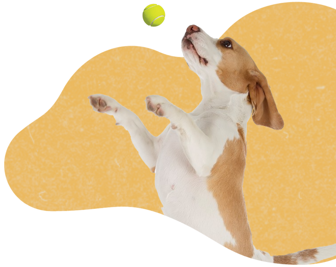 2 https://pawzandme.com.au/wp-content/uploads/2023/03/2-1.png