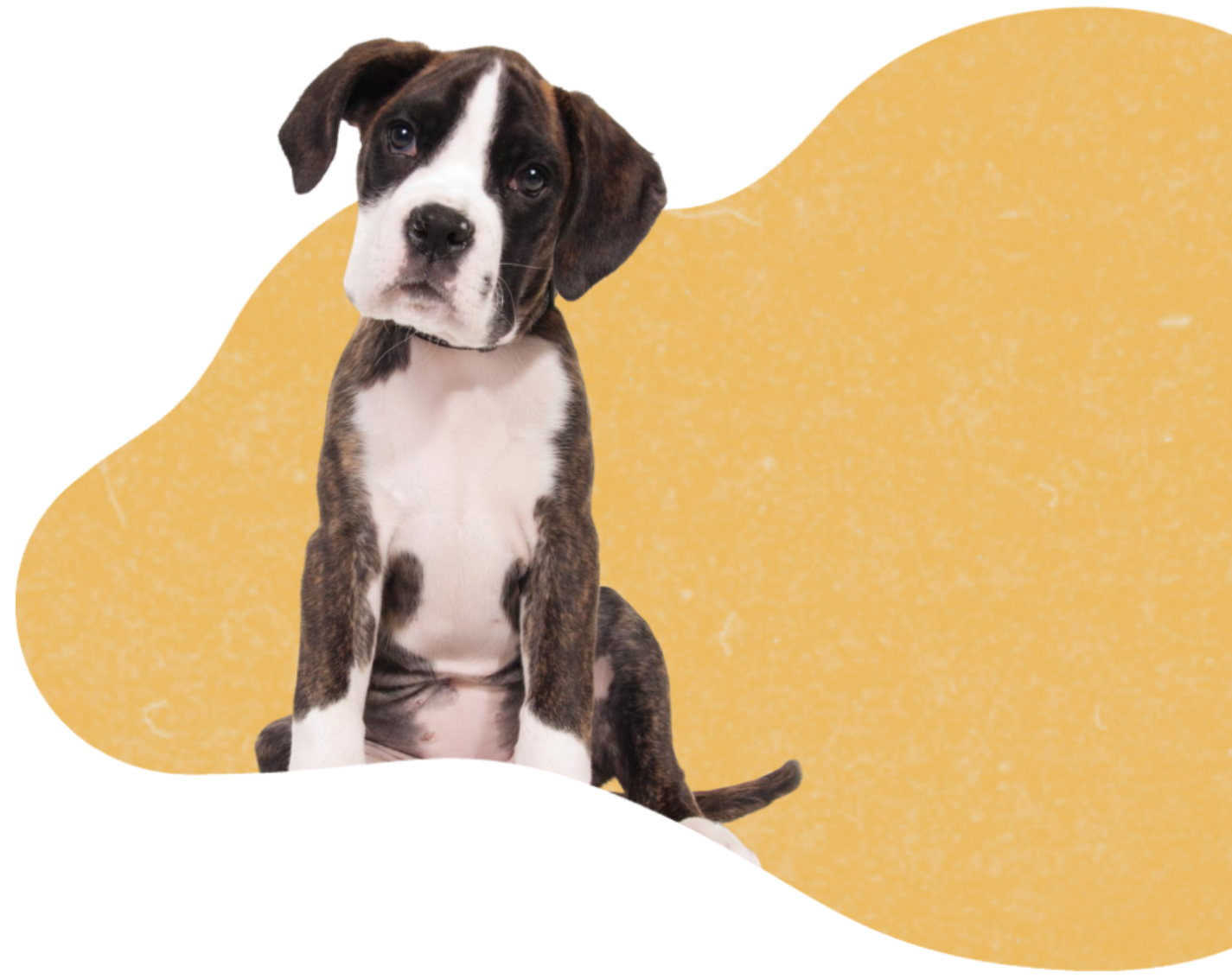 4 https://pawzandme.com.au/wp-content/uploads/2023/03/4-1.png