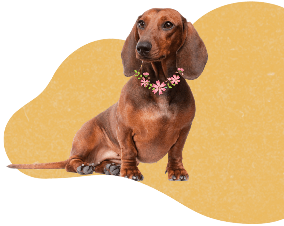Website-BG-Dachshund Pawz & Me Wedding & Event Pet Assistants