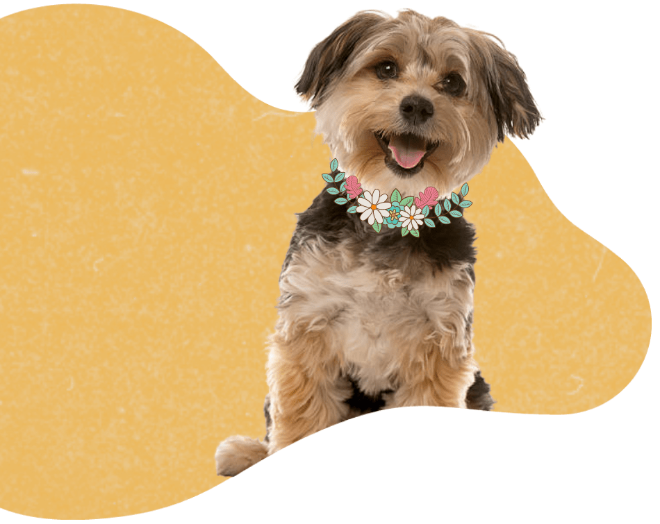 Pawz & Me Wedding & Event Pet Assistants Pawz & Me Wedding & Event Pet Assistants background